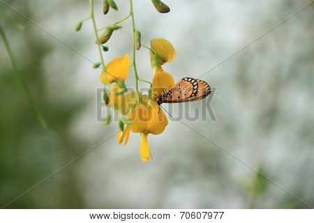Sesbania flower and brown butterfly