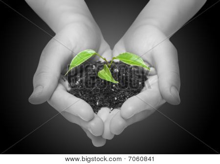 Plante
