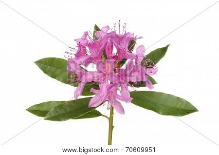 Rhododendron