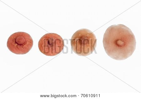 Himan Facial Prostheses On White Background