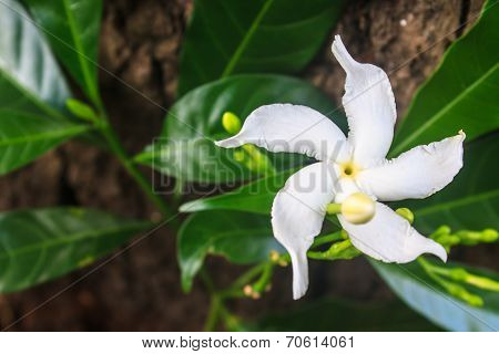 White Sampaguita Jasmine Or Arabian Jasmine