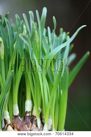 narcissus flowers