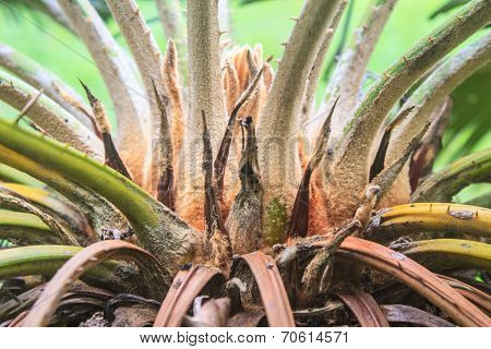 Cycads In The Wild Nature