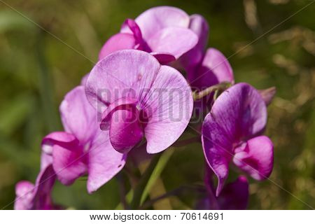 Flora - Pink-colored Vetch
