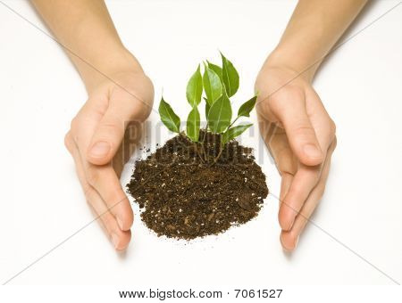 Plante