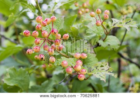 Guelder-rose