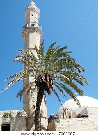 Jaffa Palm Tree In Front Of Mahmoudiya Mosque