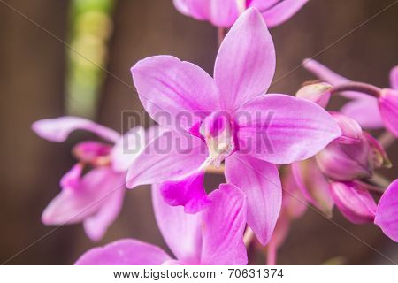 Spathoglottis Plicata Purple Orchids