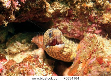 Jeweled Moray