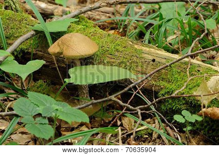 Leccinum Scabrum Mushroom In Real Environment