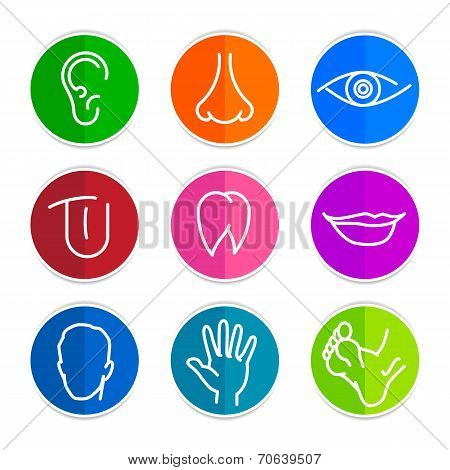 set of vector icons Human body parts