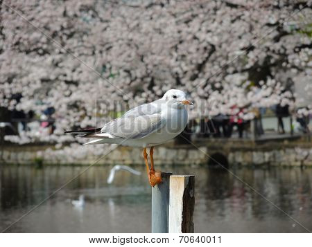 Standing seagull on a pole