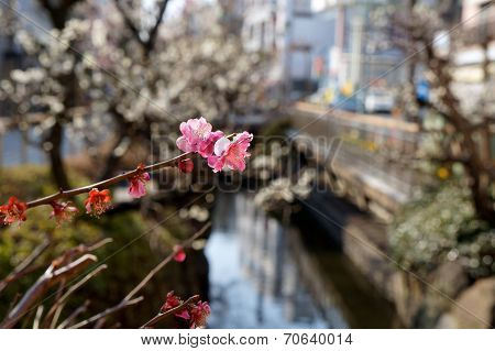 Japanese plum blossom