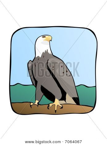 鹰