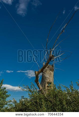 Nice branch of an old tree