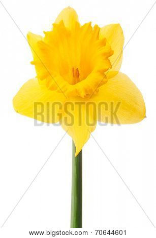 Daffodil flower or narcissus isolated on white background cutout