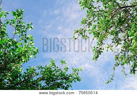 The Sky With A Tree Top