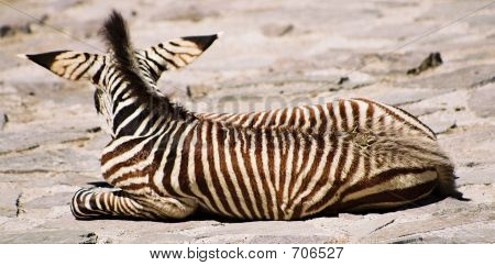 Zebra