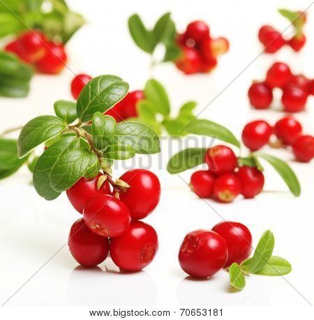 Forest berry cowberry with leaves isolated.