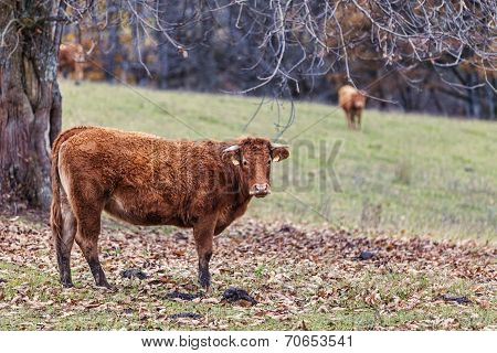 Cattle