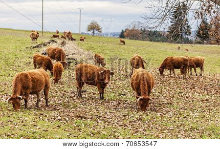 Salers Cattles Grazing