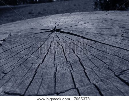 Cutted tree with cracks