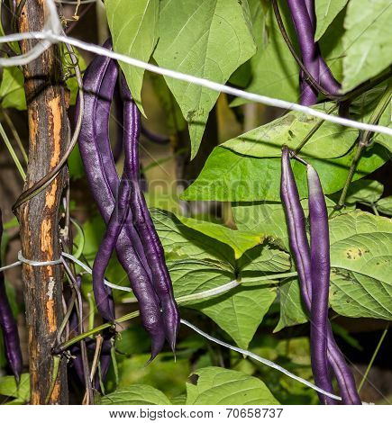 Purple beans, draconic tongues