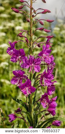 Willowweed