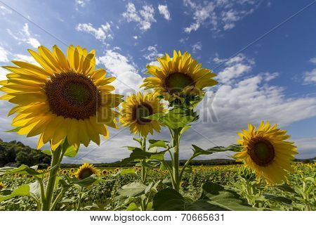 Sunflowers