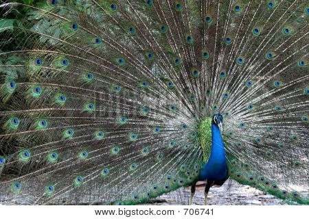 Peacock nel Display