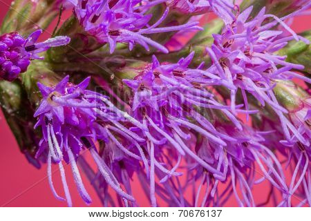 dense blazing star