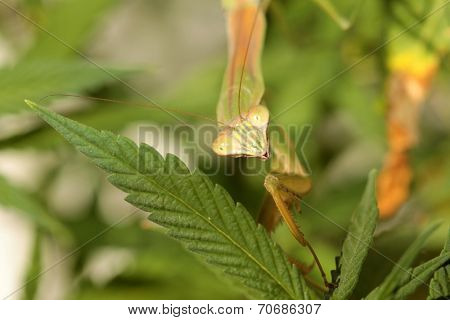 A Female European Preying Mantis, guards her Female Cannabis Sativa Medical Marijuana Plant from other insects. Preying Mantids are a natural pesticide because they eat other insects. 