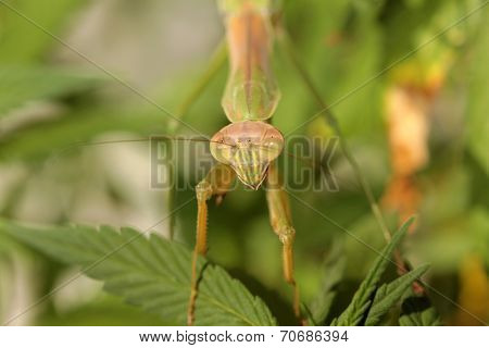 A Female European Preying Mantis, guards her Female Cannabis Sativa Medical Marijuana Plant from other insects. Preying Mantids are a natural pesticide because they eat other insects. 