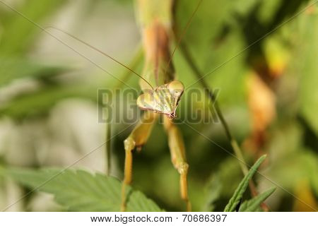 A Female European Preying Mantis, guards her Female Cannabis Sativa Medical Marijuana Plant from other insects. Preying Mantids are a natural pesticide because they eat other insects. 