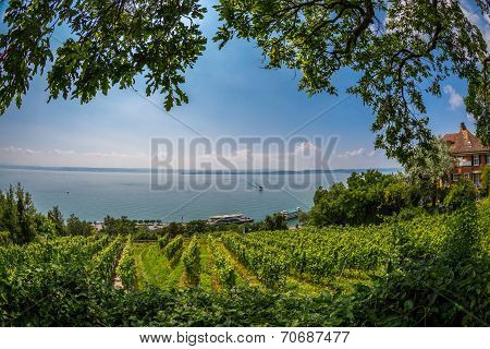 View Over Lake Constance
