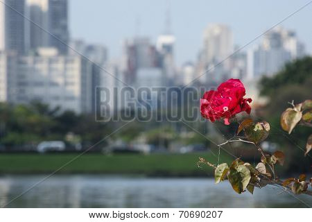 City rose
