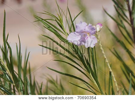 Desert willow (Chilopsis linearis) blossom