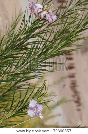 Desert willow (Chilopsis linearis) blossom