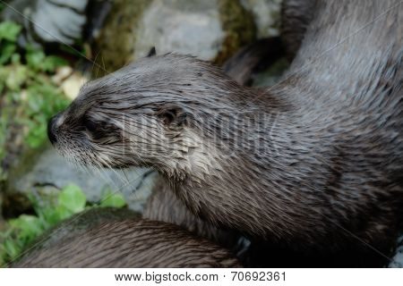 Inquisitive otter