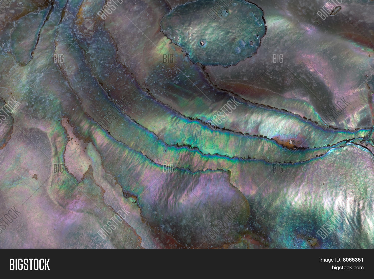 Текстура перламутра в прокрейт. Перламутр ракушка. Kittynacre фото. Перламутровая раковина. Kittynacre рлоно.