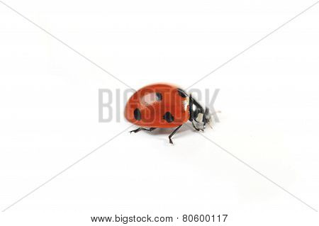 Ladybug