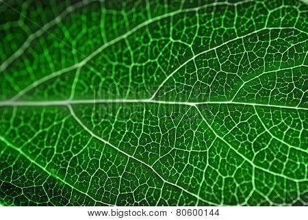 Textured Green Leaf