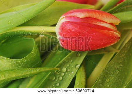 Tulip And Many  Leaves
