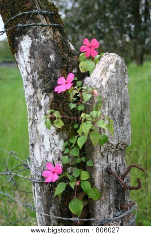 Blumen auf-Zaun