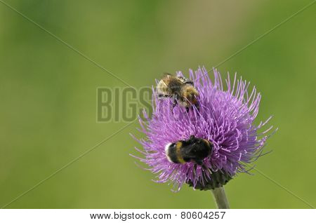 Bumblebee, floqwer. Food In The Form Of Nectar. Moving Pollen.
