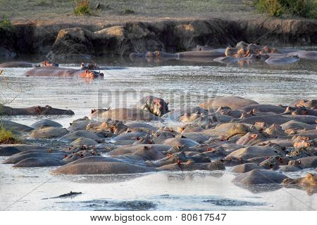 Hippos Resting In A Pool