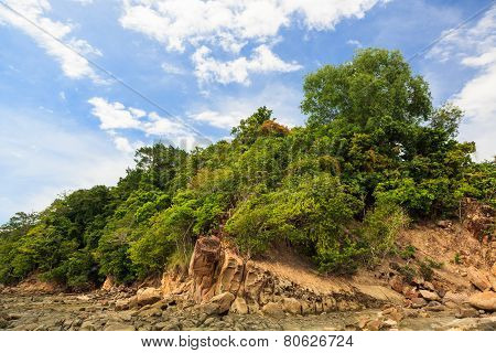 Green forest on rocky shore