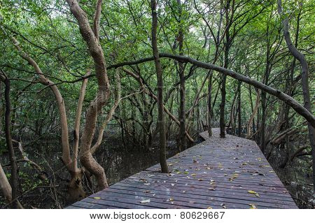 The Forest Mangrove