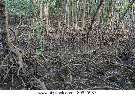 The Fruits Forest Mangrove