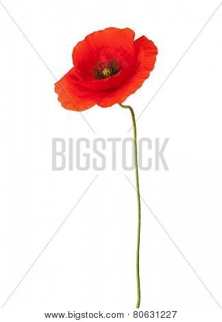 Red poppy isolated on white.